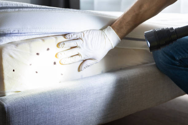 Best Exterminator Services  in Ray City, GA