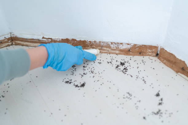 Best Termite Control Services  in Ray City, GA